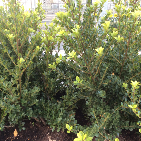 Ilex crenata kopen Kalmthout